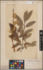 Foto von Salix daphnoides Vill.
